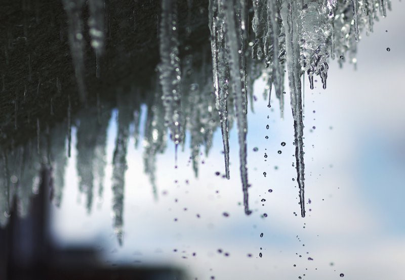 Nước Mỹ trong đợt sốc lạnh tới mức cá mập chết cóng